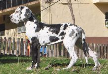 Comprar dogos alemanes en Barcelona, historia y características del Gran Danés Comprar dogos alemanes en Barcelona