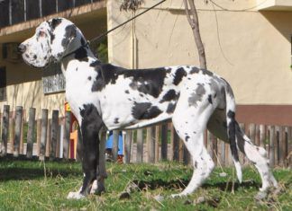 Comprar dogos alemanes en Barcelona, historia y características del Gran Danés Comprar dogos alemanes en Barcelona