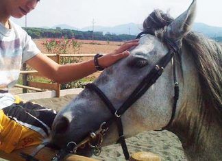 Cavall de Troya, centro de equinoterapia en Barcelona Equinoterapia en Barcelona