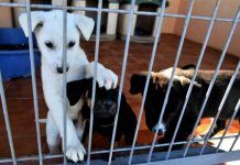 5 Protectoras de animales en Barcelona que hacen una gran labor 5 Protectoras de animales en Barcelona que hacen una gran labor