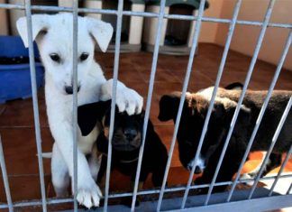 5 Protectoras de animales en Barcelona que hacen una gran labor 5 Protectoras de animales en Barcelona que hacen una gran labor